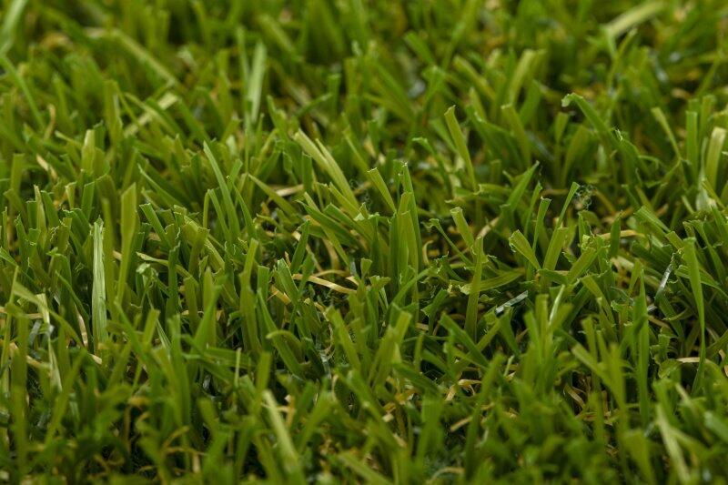 Turfgrass Yara Olive Gräsmatta