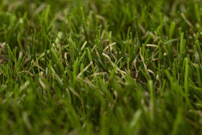 Forestland Apple Gräsmatta