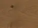 Haro plankgolv - Rökt ek Universal alpin borstad nL