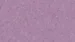 6048 Lavender