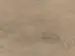 Haro laminatgolv Aqua - Plankgolv, Ek Veneto crema