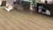 DISANO Plankegulv LifeAqua, Eg Sheffield puro